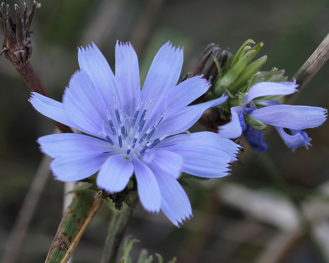bachbluete