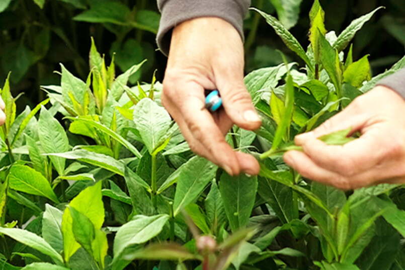 Gärtner/-in EFZ Pflanzenproduktion Gärtner/-in EFZ Pflanzenproduktion